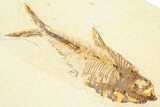 Detailed Fossil Fish (Diplomystus) - Wyoming #379403-1